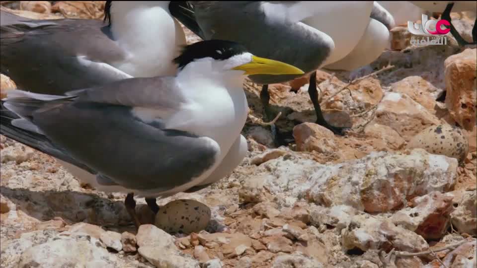 البرنامج الثقافي - غرائب البحار - الحلقة 3