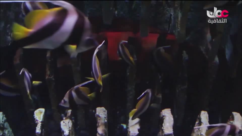 البرنامج الثقافي داخل العقل - الحلقة 20