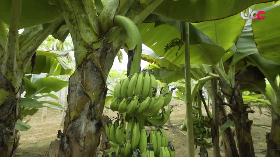 البرنامج العلمي - حصاد - الحلقة 20