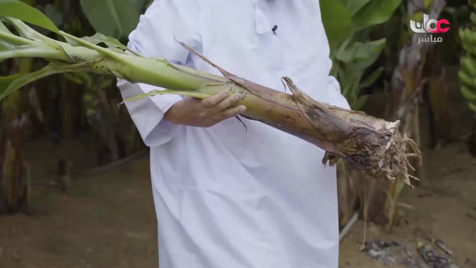 البرنامج العلمي - حصاد - الحلقة 20