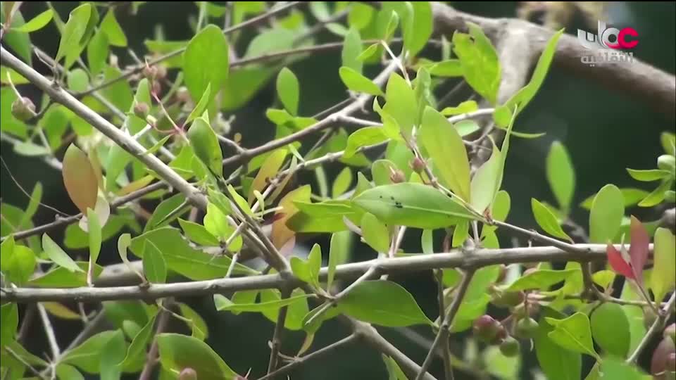 برنامج/اغاني مفرغة-موشحات - مركز عمانللموسيقى التق