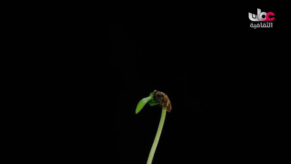 برنامج _ من عبق اللغة _ ج3 - الحلقة 21