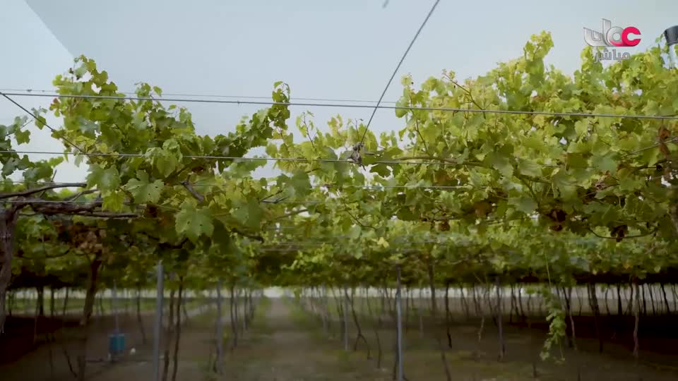 البرنامج العلمي - حصاد - الحلقة 21