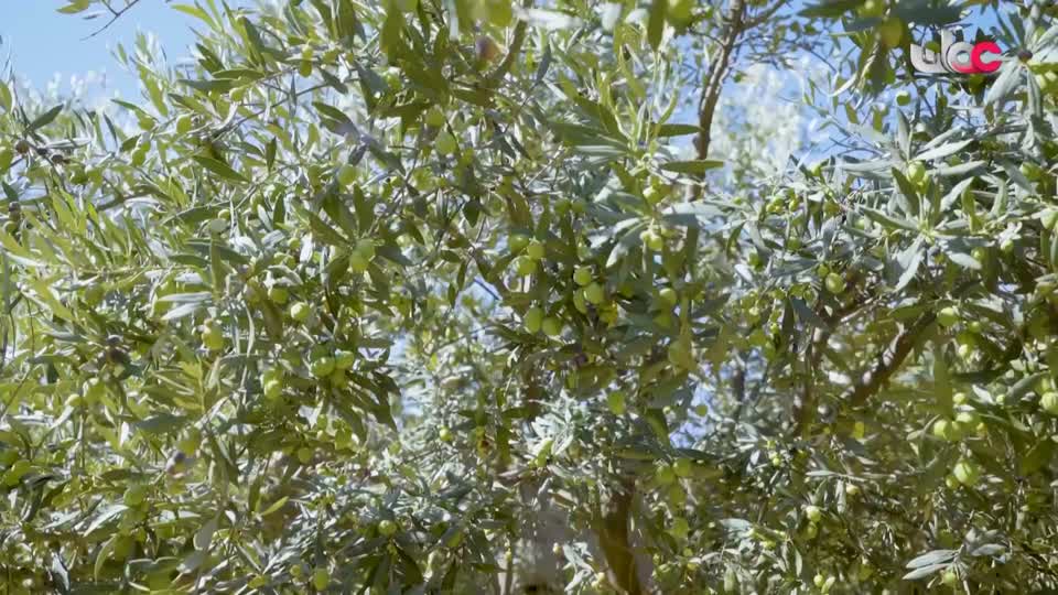 البرنامج العلمي - حصاد - الحلقة 22