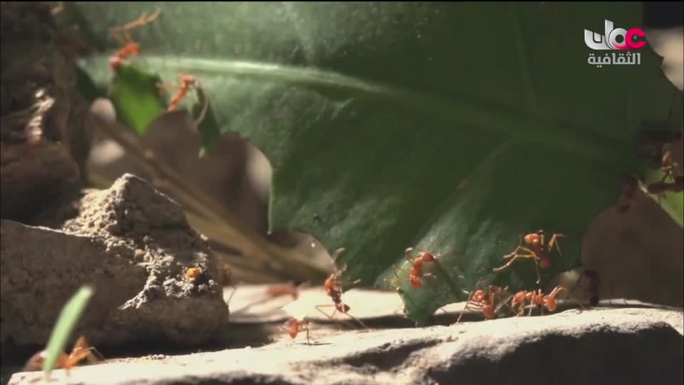 برنامج _ من عبق اللغة _ ج3 - الحلقة 22