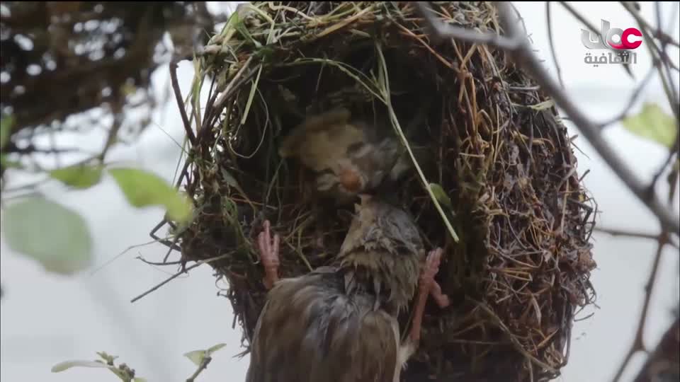 البرنامج الثقافي - غرائب الصحاري - الحلقة 1