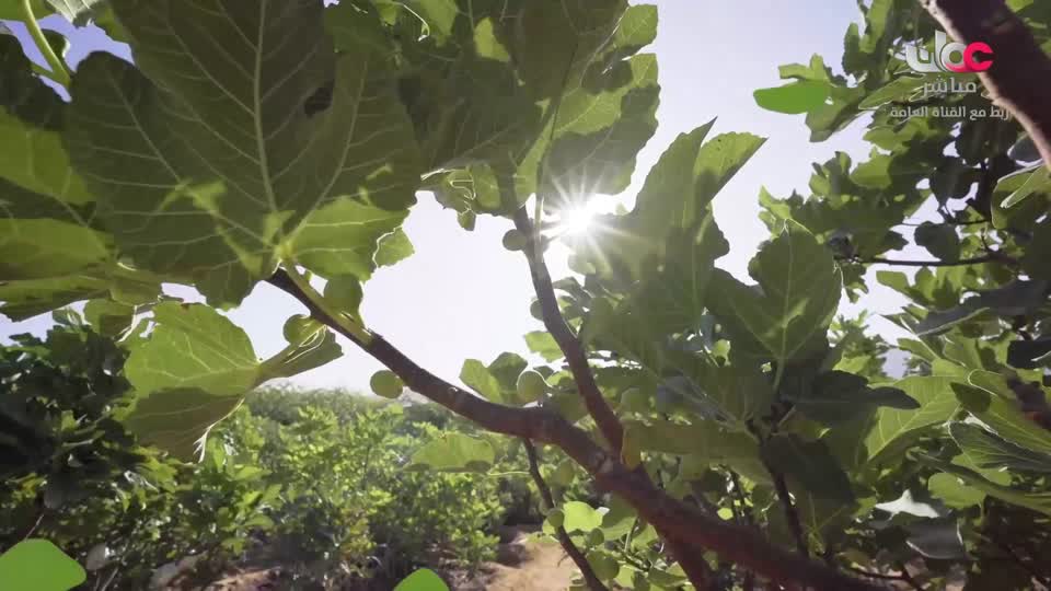 البرنامج العلمي - حصاد - الحلقة 23