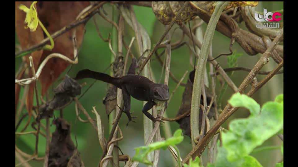 سبحانك ربي - الحلقة 25