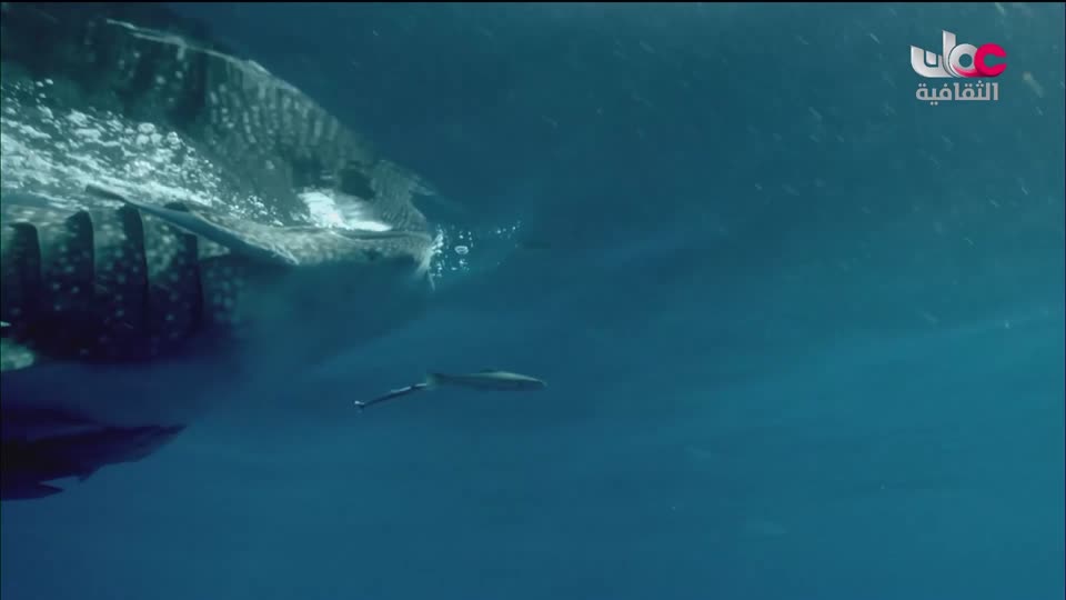 أغاني مفرغة - موشحات - لمركز عمان للموسيقى التقليدية - الحلقة 10