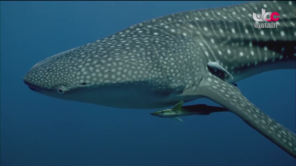 البرنامج الثقافي - غرائب البحار - الحلقة 3