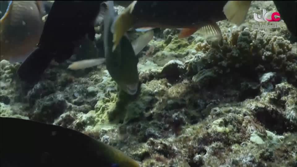 البرنامج الثقافي - كنوز من الموسوعة العمانية - الحلقة 10