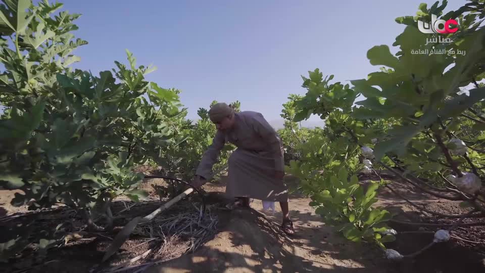 البرنامج العلمي - حصاد - الحلقة 24