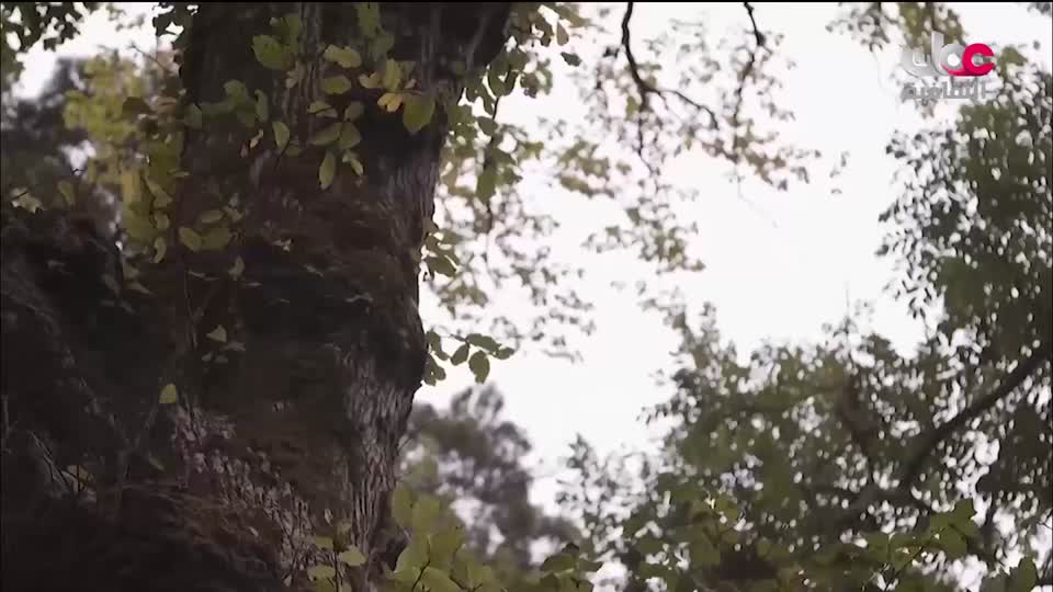 برنامج/اغاني مفرغة-موشحات - مركز عمانللموسيقى التق