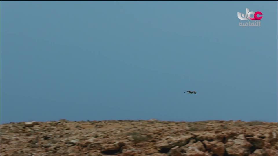 البرنامج الثقافي - غرائب البحار - الحلقة 2