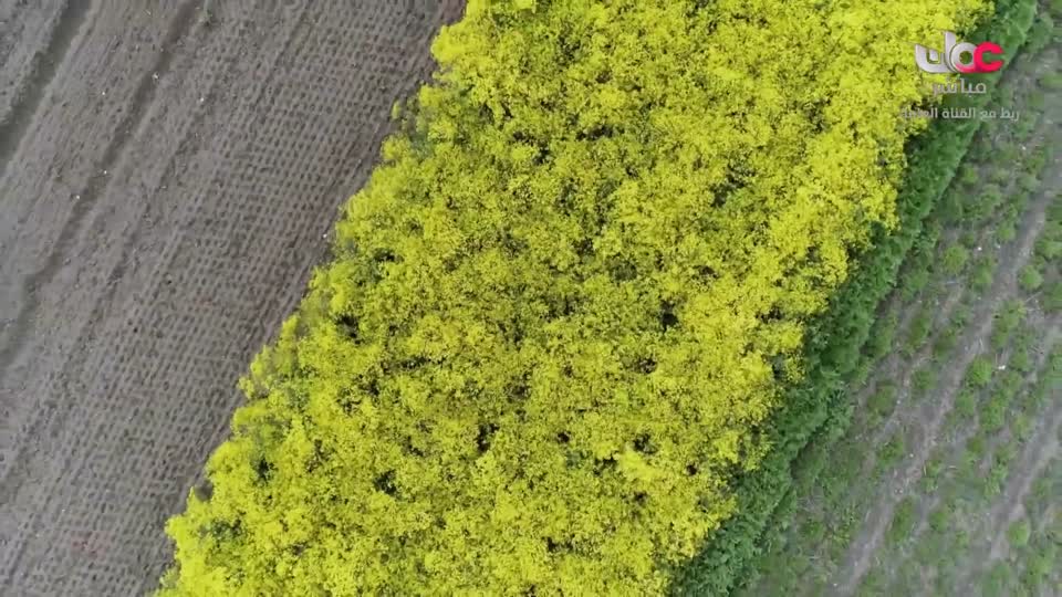 طاقة الحياة