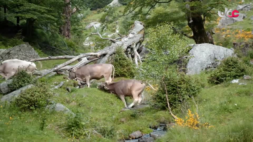 طاقة الحياة