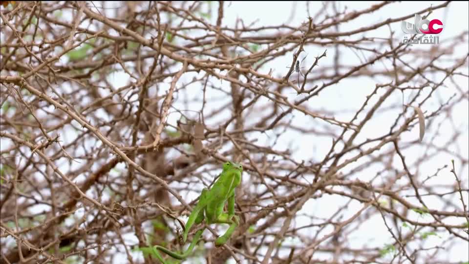 البرنامج الثقافي - غرائب الصحاري - الحلقة 2