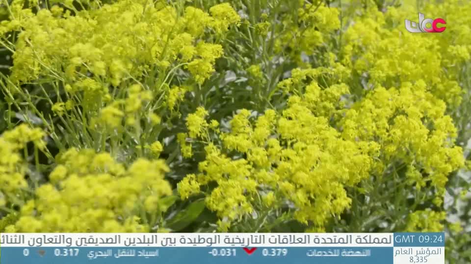 طاقة الحياة