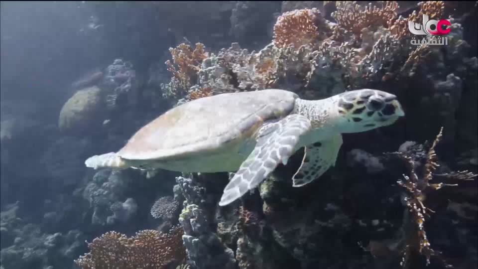 البرنامج الثقافي - الحواس الخارقة - الحلقة 4