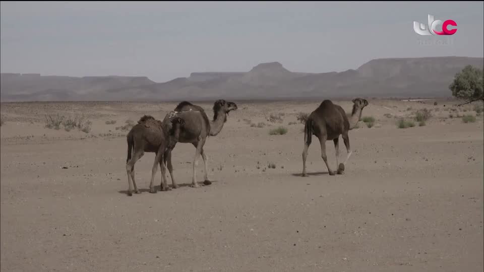 البرنامج الثقافي أرض ونار - تطور فن الطبخ - الحلقة 25