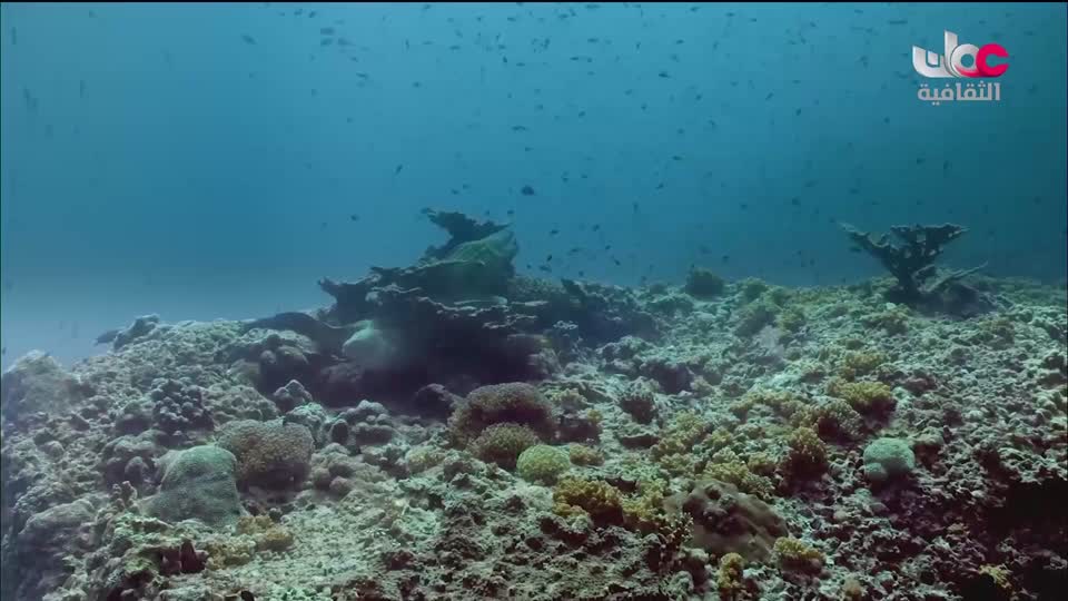 البرنامج الثقافي - غرائب البحار - الحلقة 4