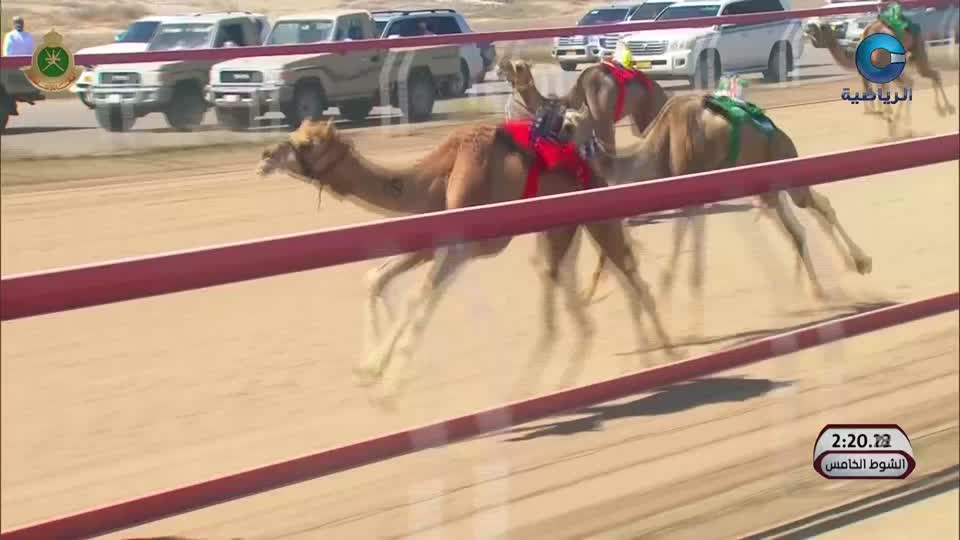 السباق الختامي لكأس جلالة السلطان للهجن - الفليج 2026 - الحلقة 11