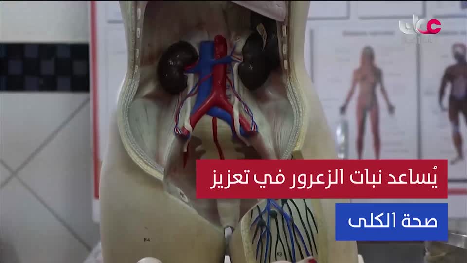 برنامج/اغاني مفرغة-موشحات - مركز عمانللموسيقى التق