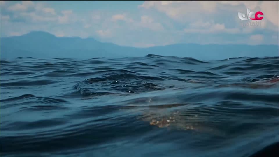 البرنامج الثقافي - عالم الأشجار