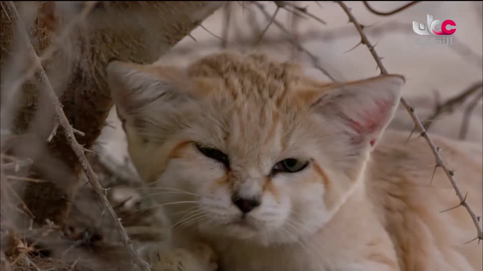 البرنامج الثقافي - غرائب الصحاري - الحلقة 3