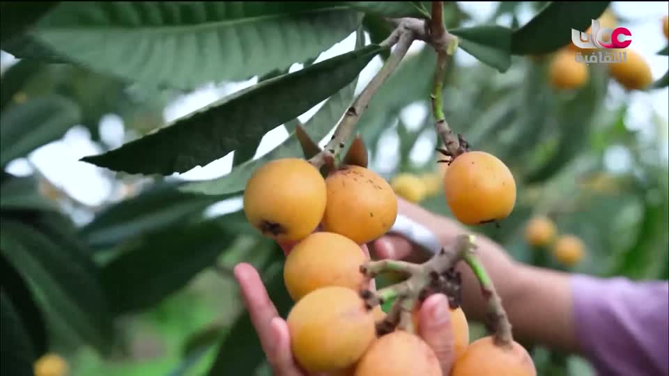 برنامج - فيتامينات - الحلقة 27