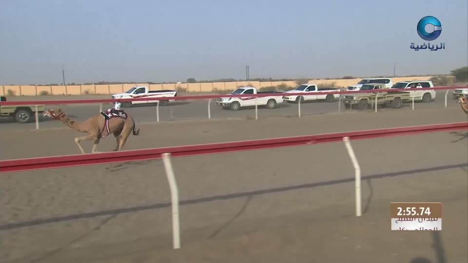 السباق العام للمهرجان السنوي لسباقات الهجن الاهلية - الفليج 2026 - الحلقة 1