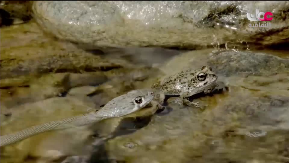 البرنامج الثقافي - غرائب الصحاري - الحلقة 4