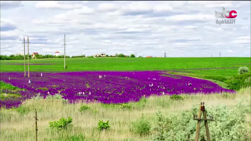 البرنامج الثقافي - زيوت عطرية - الحلقة 2