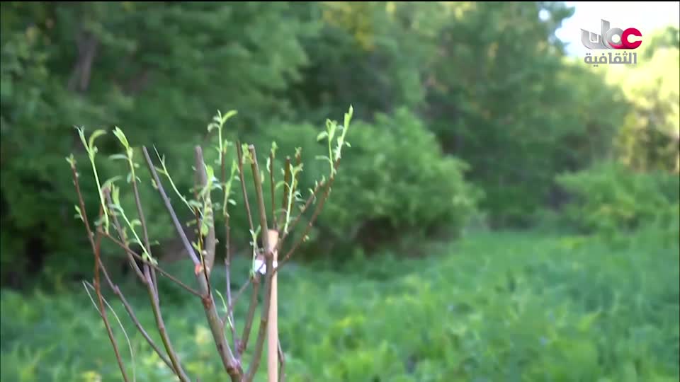 برنامج/اغاني مفرغة-موشحات - مركز عمانللموسيقى التق