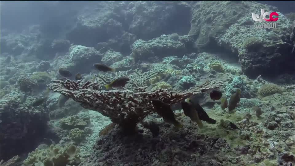 البرنامج الثقافي - غرائب البحار - الحلقة 4