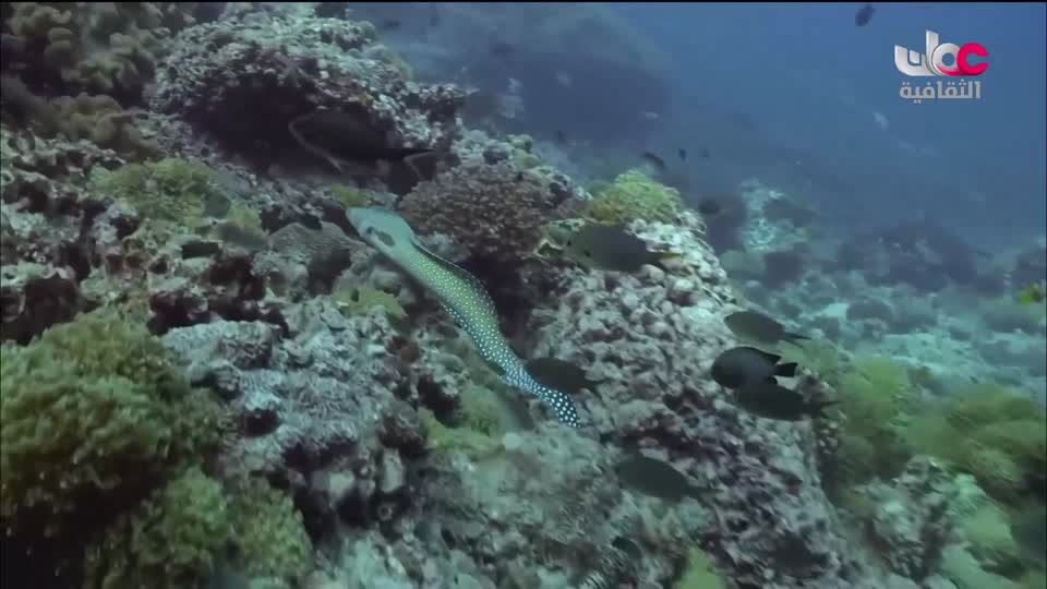 أغاني مفرغة - موشحات - مركز عمان للموسيقى التقليدية - الحلقة 17