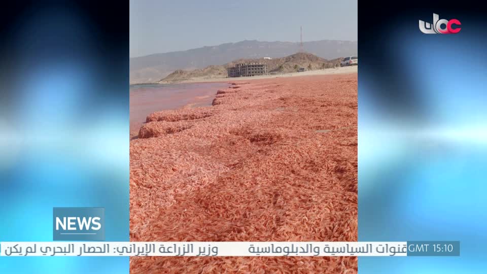 اللغة الانجليزية