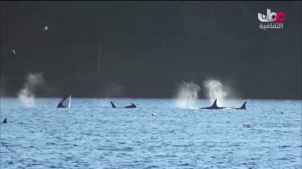 البرنامج الثقافي البحث عن المعرفة - الحلقة 11