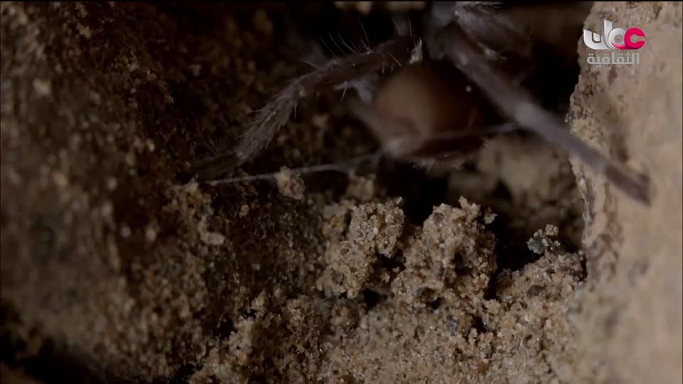 البرنامج الثقافي - غرائب الصحاري - الحلقة 4