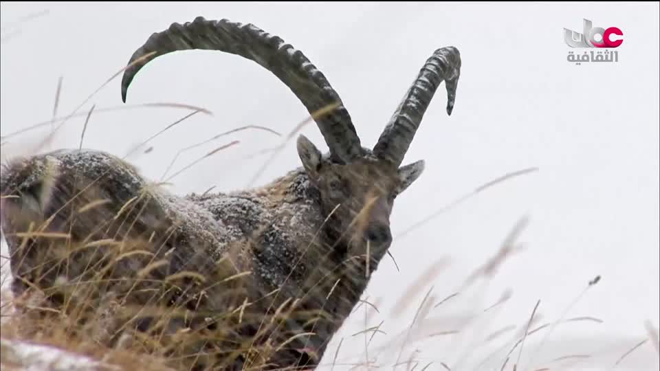 البرنامج الثقافي - عالم الأشجار