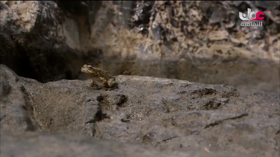 برنامج - فيتامينات - الحلقة 101