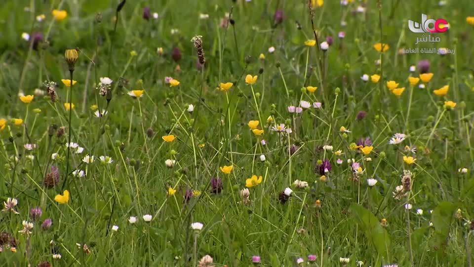 البرنامج الثقافي - نحو عالم أكثر اخضرارا - الحلقة 32