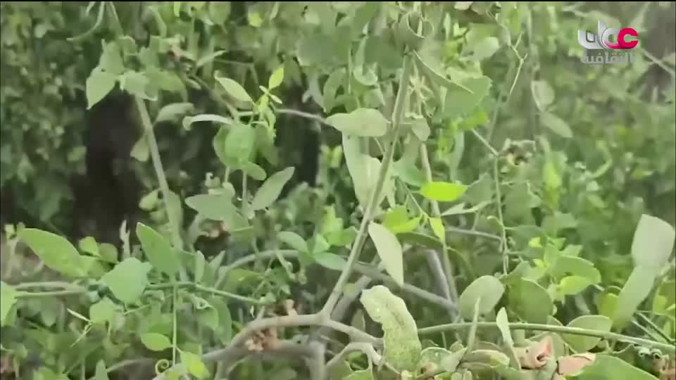 برنامج - كنوز الصحراء - الحلقة 7