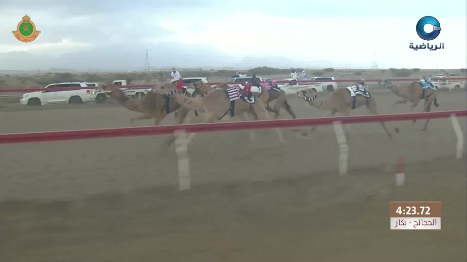 السباق العام للمهرجان السنوي لسباقات الهجن الاهلية - الفليج 2026 - الحلقة 3