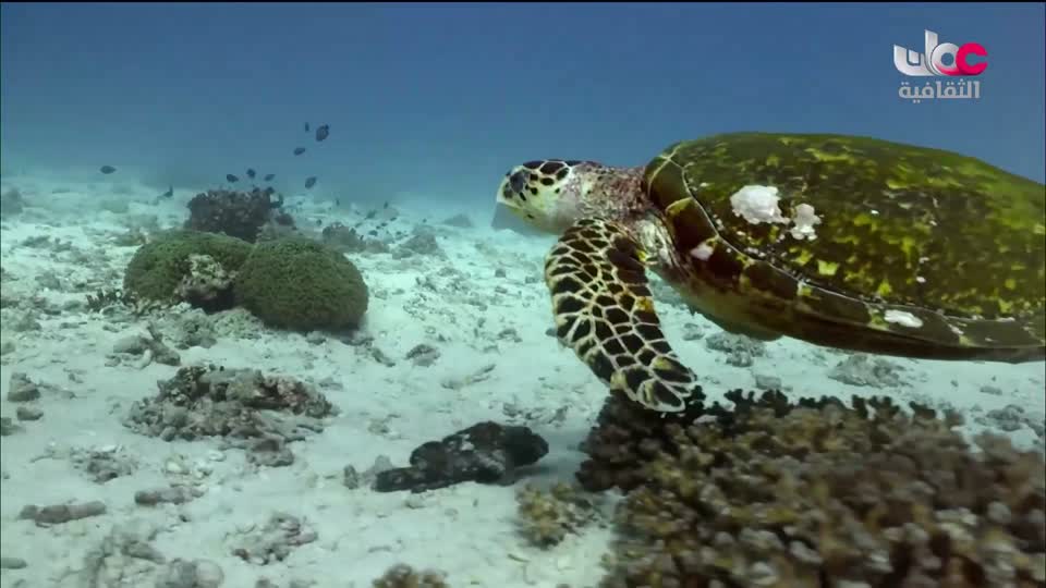 البرنامج الثقافي - غرائب البحار - الحلقة 5