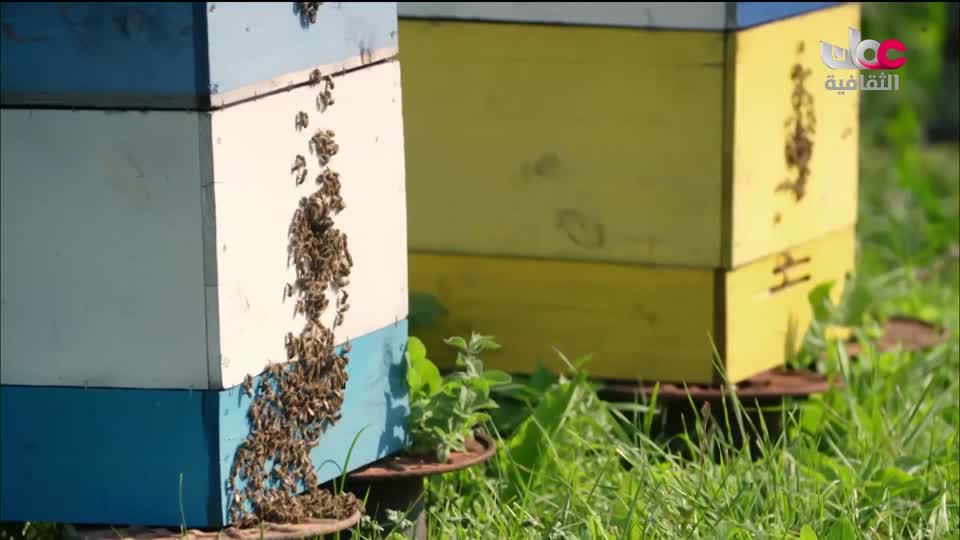 البرنامج الثقافي - رحلة الاستكشاف - 2026 - الحلقة 24