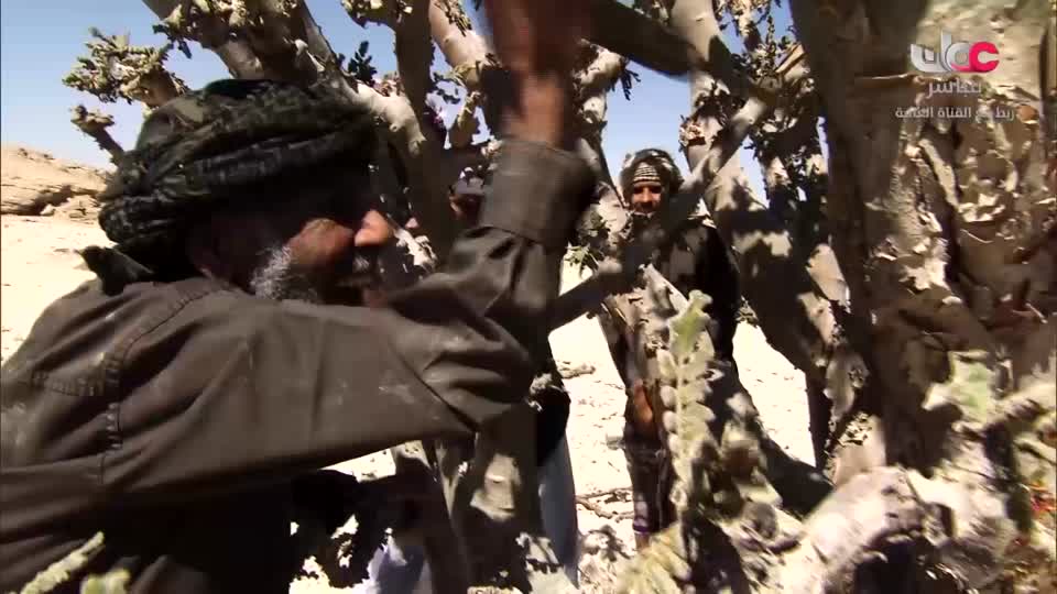 عمان في أسبوع