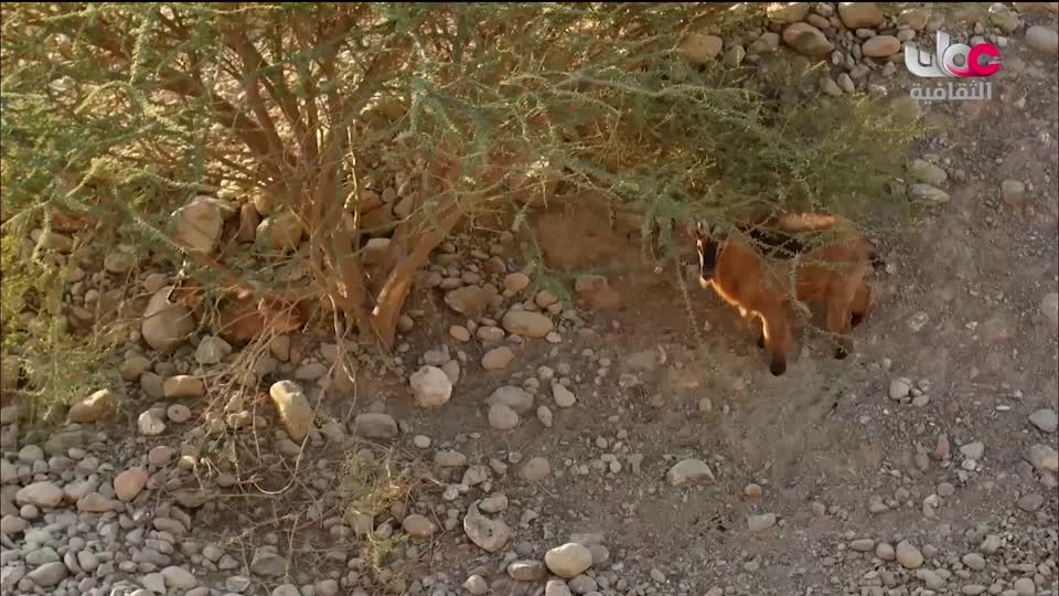 البرنامج الثقافي - غرائب الصحاري - الحلقة 4