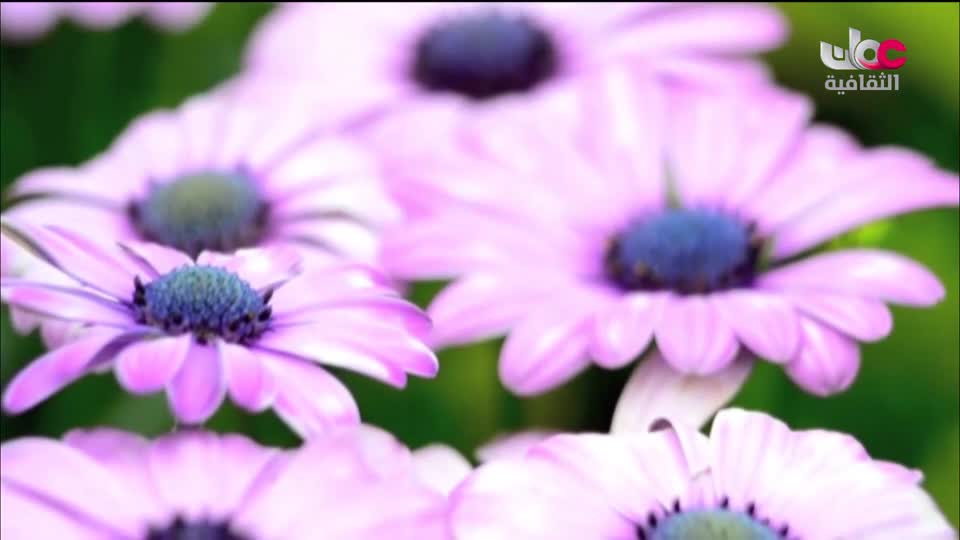 برنامج _ حارات - الحلقة 16