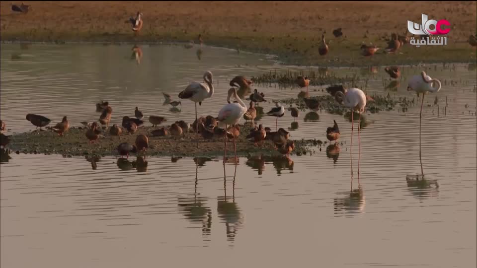 البرنامج الثقافي - غرائب الصحاري - الحلقة 5